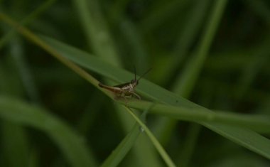Yeşil bir yaprağa tüneyen yeşil bir çekirge. Seçici Odaklanma.