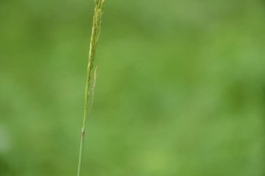 Yeşil bir yaprağa tüneyen yeşil bir çekirge. Seçici Odaklanma.