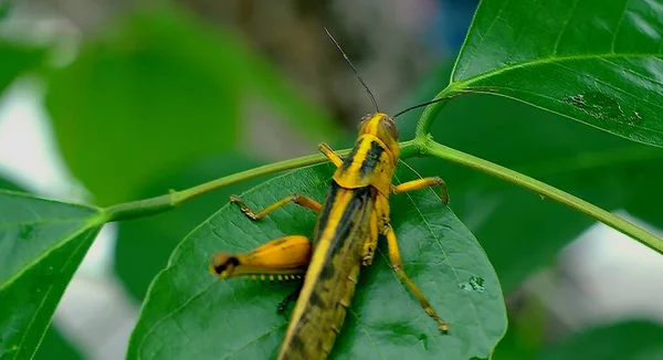 Una Cavalletta Verde Arroccata Una Foglia Verde Focus Selettivo — Foto Stock