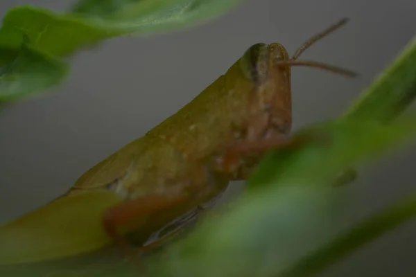 Een Groene Sprinkhaan Een Groen Blad Selectieve Focus — Stockfoto