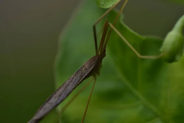 Green Grasshopper Perching Green Leaf Selective Focus — Stock Photo, Image