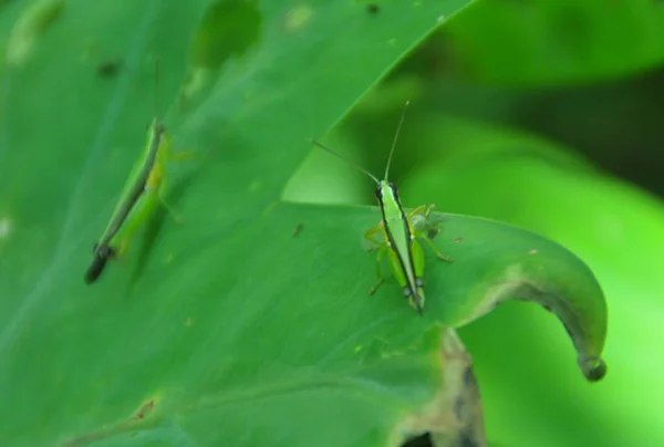 Een Groene Sprinkhaan Een Groen Blad Selectieve Focus — Stockfoto