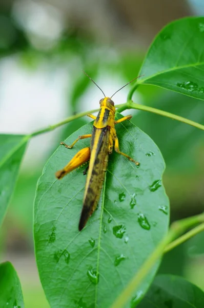 Green Grasshopper Perching Green Leaf Selective Focus — Stock Photo, Image