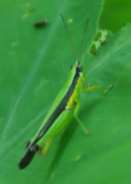 Green Grasshopper Perching Green Leaf Selective Focus — Stock Photo, Image