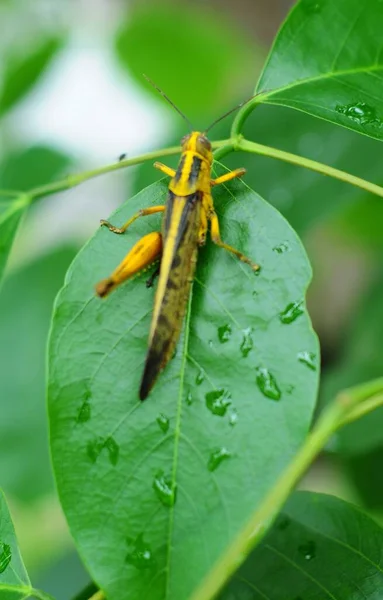 Green Grasshopper Perching Green Leaf Selective Focus — Stock Photo, Image