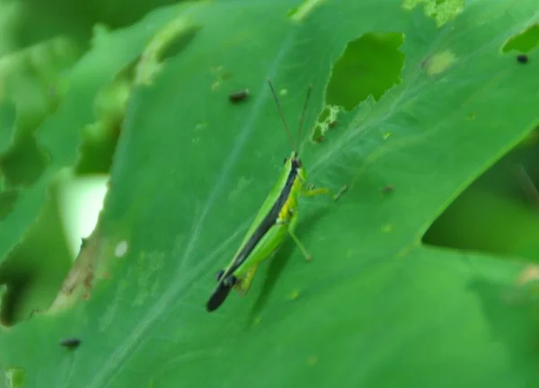 Green Grasshopper Perching Green Leaf Selective Focus — Stock Photo, Image