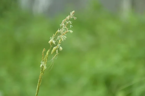 Saltamontes Verde Posado Sobre Una Hoja Verde Enfoque Selectivo — Foto de Stock