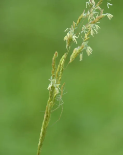 Een Groene Sprinkhaan Een Groen Blad Selectieve Focus — Stockfoto