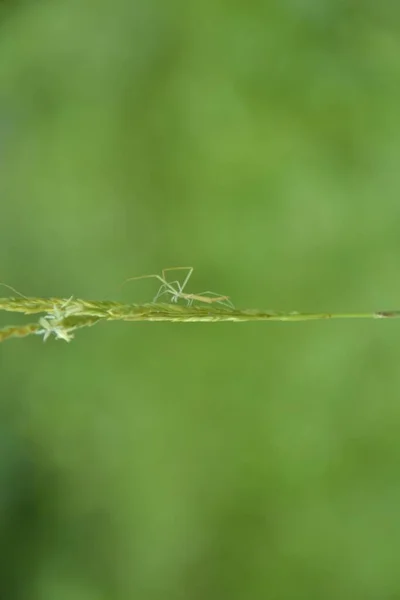 Μια Πράσινη Ακρίδα Σκαρφαλωμένη Ένα Πράσινο Φύλλο Επιλογή Εστίασης — Φωτογραφία Αρχείου