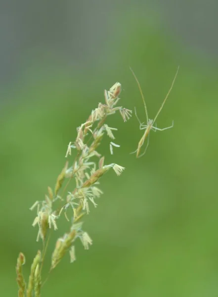 Green Grasshopper Perching Green Leaf Selective Focus — Stock Photo, Image