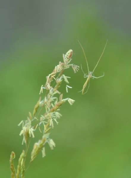 Saltamontes Verde Posado Sobre Una Hoja Verde Enfoque Selectivo — Foto de Stock