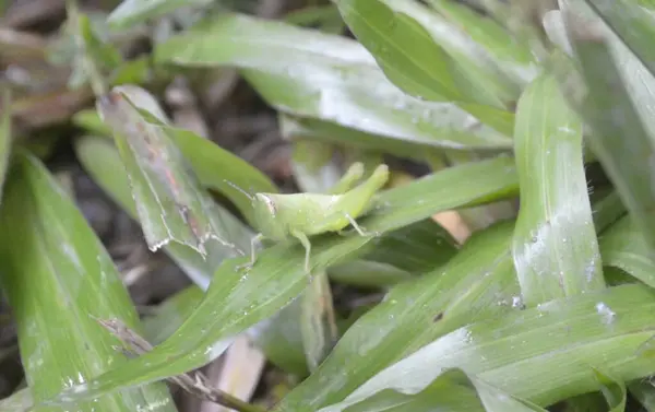 Eine Grüne Heuschrecke Hockt Auf Einem Grünen Blatt Selektiver Fokus — Stockfoto