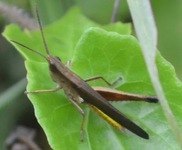 Une Sauterelle Verte Perchée Sur Une Feuille Verte Focus Sélectif — Photo