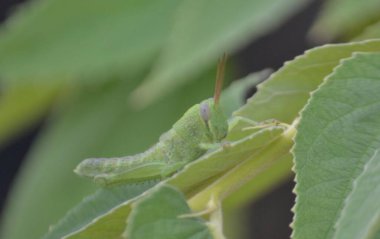 Yeşil bir yaprağa tüneyen yeşil bir çekirge. Seçici Odaklanma.