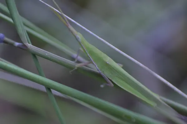 Una Cavalletta Verde Arroccata Una Foglia Verde Focus Selettivo — Foto Stock