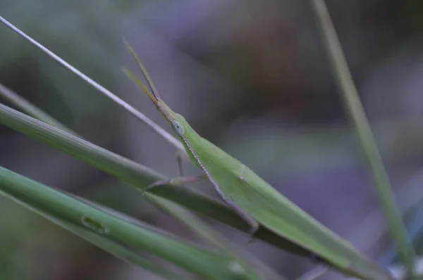 Een Groene Sprinkhaan Een Groen Blad Selectieve Focus — Stockfoto