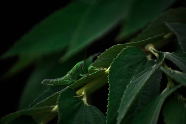 Green Grasshopper Perching Green Leaf Selective Focus — Stock Photo, Image