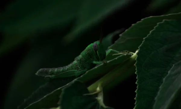 Green Grasshopper Perching Green Leaf Selective Focus — Stock Photo, Image