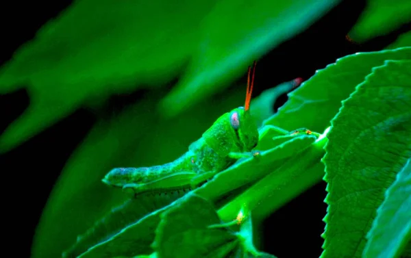 Green Grasshopper Perching Green Leaf Selective Focus — Stock Photo, Image