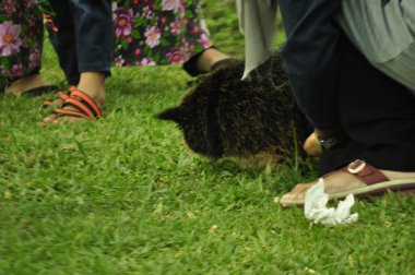 Hayvanat bahçesindeki komik kunduz Surabaya.