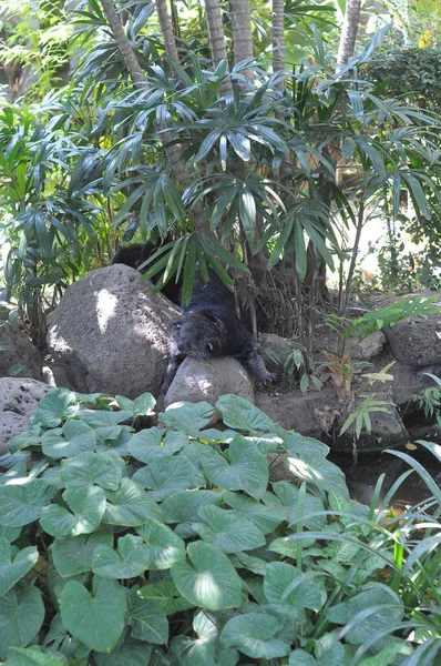 Castor Divertido Zoológico Surabaya — Foto de Stock