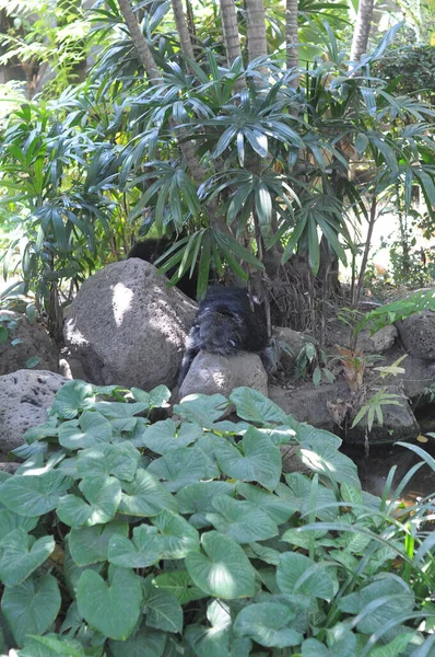 Hayvanat Bahçesindeki Komik Kunduz Surabaya — Stok fotoğraf