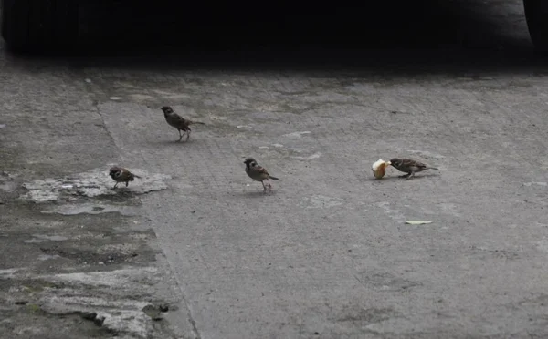 Sparrows Eat Piece Bread Asphalt Road — Stock Photo, Image