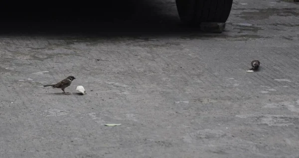 麻雀在沥青路面上吃一块面包 — 图库照片