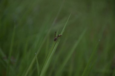 Siyah yeşil renkli bir yusufçuk bitkinin yaprakları üzerinde dinleniyor. Yusufçuk, Anisoptera altyapısı Odonata 'ya ait uçan bir böcektir..