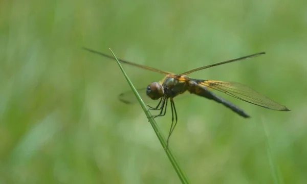 Black Green Colored Dragonfly Resting Leaves Plant Light Ash Background — Stock Photo, Image