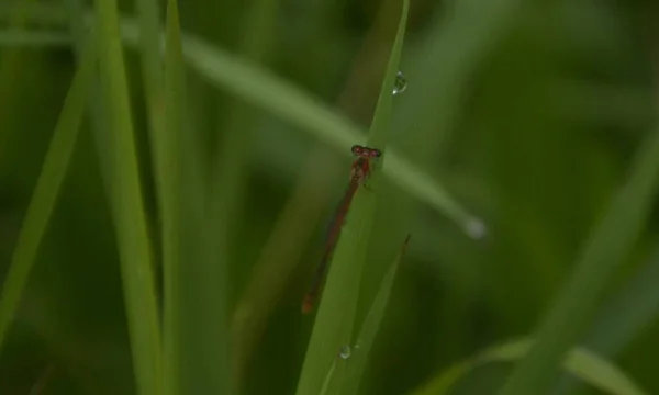 Una Libélula Color Verde Negro Descansando Sobre Las Hojas Planta — Foto de Stock