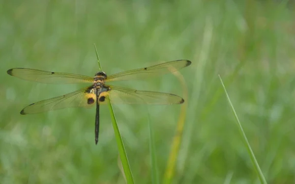 Una Libélula Color Verde Negro Descansando Sobre Las Hojas Planta — Foto de Stock