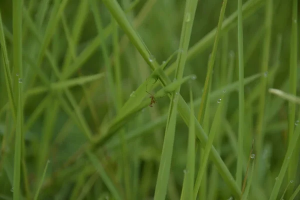 Eine Schwarz Grün Gefärbte Libelle Ruht Auf Den Blättern Der — Stockfoto