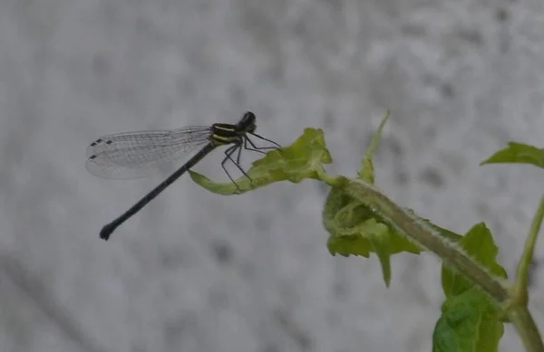 葉の上に淡灰を背景に黒い緑色のトンボが休んでいます トンボは 命令Odonata Inforder Anisopteraに属する飛行昆虫です — ストック写真