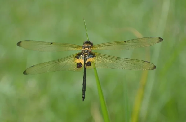 葉の上に淡灰を背景に黒い緑色のトンボが休んでいます トンボは 命令Odonata Inforder Anisopteraに属する飛行昆虫です — ストック写真