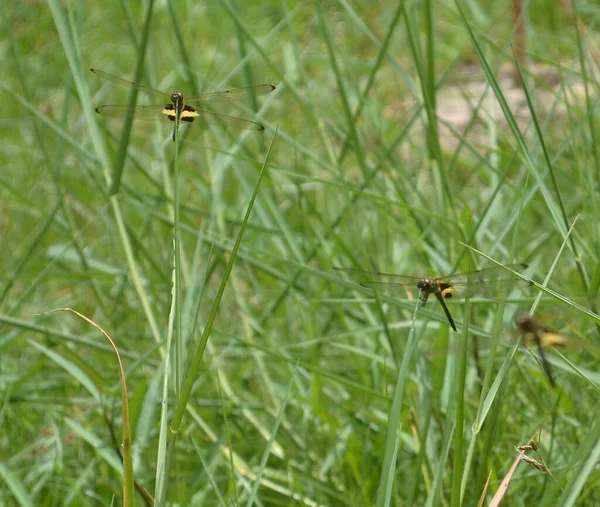 葉の上に淡灰を背景に黒い緑色のトンボが休んでいます トンボは 命令Odonata Inforder Anisopteraに属する飛行昆虫です — ストック写真