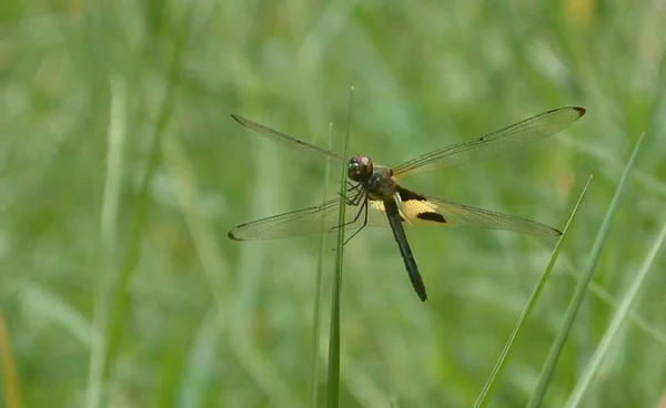 一只深绿色的蜻蜓栖息在植物的叶子上 叶上有浅灰背景 蜻蜓是一种飞行中的昆虫 属于Odonata Sub Order Anisoptera目 — 图库照片