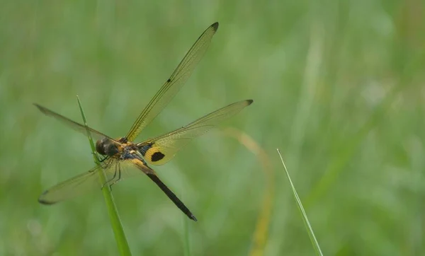 葉の上に淡灰を背景に黒い緑色のトンボが休んでいます トンボは 命令Odonata Inforder Anisopteraに属する飛行昆虫です — ストック写真