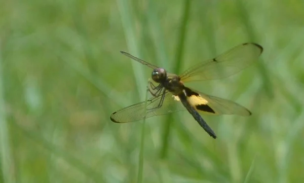 葉の上に淡灰を背景に黒い緑色のトンボが休んでいます トンボは 命令Odonata Inforder Anisopteraに属する飛行昆虫です — ストック写真