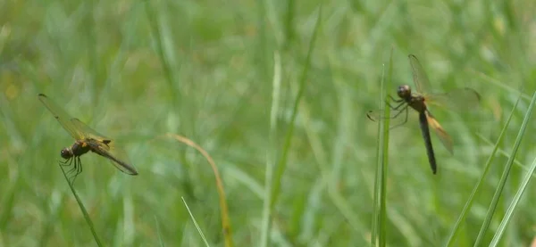 Una Libélula Color Verde Negro Descansando Sobre Las Hojas Planta — Foto de Stock