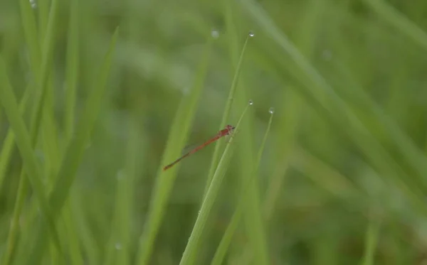 葉の上に淡灰を背景に黒い緑色のトンボが休んでいます トンボは 命令Odonata Inforder Anisopteraに属する飛行昆虫です — ストック写真