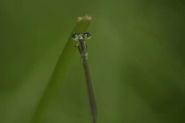 Een Zwart Groen Gekleurde Libelle Rustend Bladeren Van Planten Met — Stockfoto