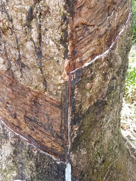 Latex Extrahovaný Pryžového Stromu Přírodního Kaučuku Ťukání Latexové Gumy Guma — Stock fotografie