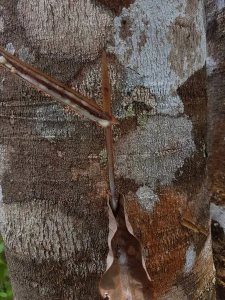 Látex Extraído Uma Fonte Borracha Natural Tapping Látex Árvore Borracha — Fotografia de Stock