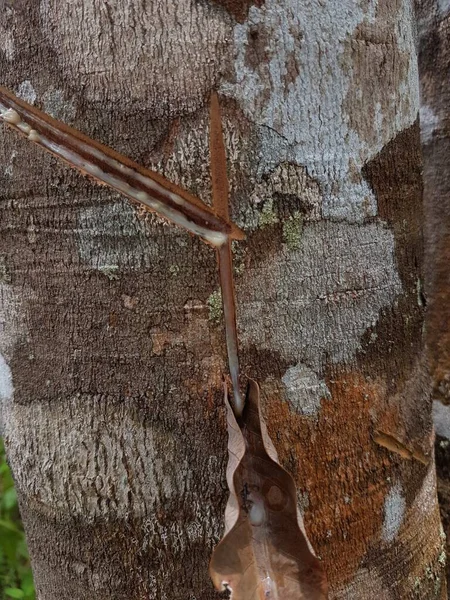 Lastik Kauçuk Ağacından Elde Edilen Doğal Kauçuk Lateks Kauçuk Ağacı — Stok fotoğraf