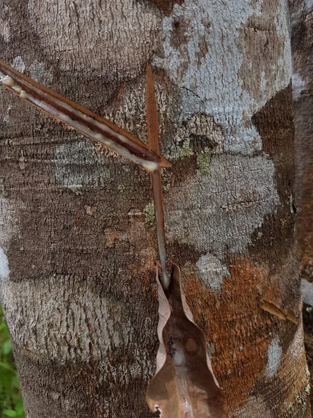 Látex Extraído Uma Fonte Borracha Natural Tapping Látex Árvore Borracha — Fotografia de Stock