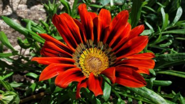 Flowers make this world more colorful and happier