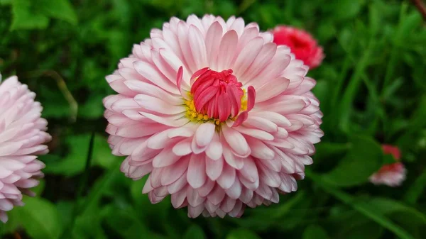 Kwiaty Czynią Ten Świat Piękniejszym Szczęśliwszym — Zdjęcie stockowe