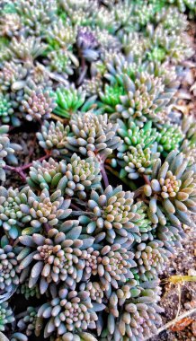 Havada bahar kokusu var.