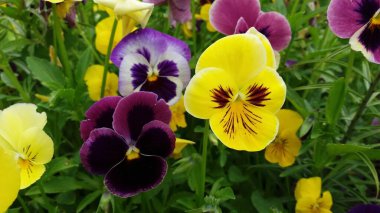 Çiçekler dünyayı daha renkli ve daha mutlu yapar.